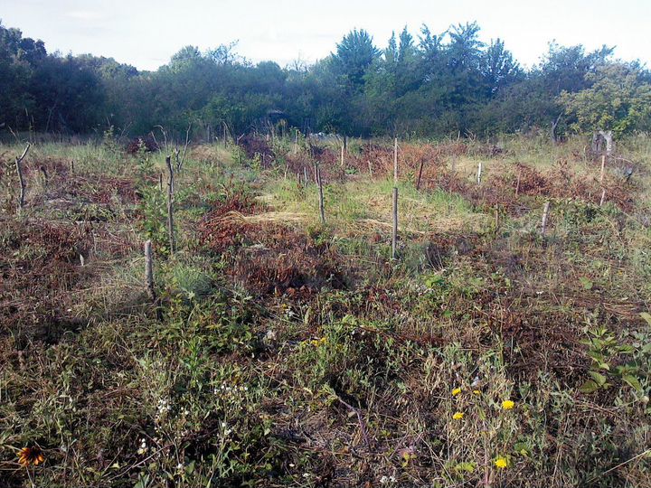 Участок 10 сот. (СНТ, ДНП)