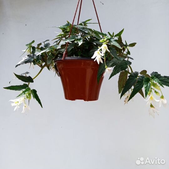 Бегония беллекония,вербена ампельная вегетативная