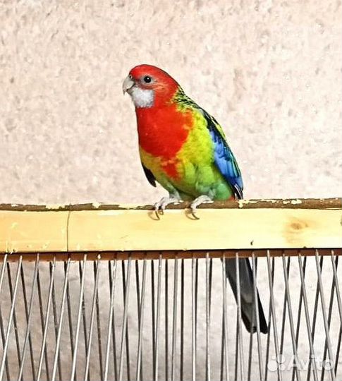 Попугай Розелла