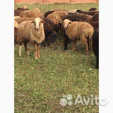 Барашка(ярка) и ягненок