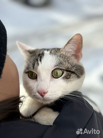 Присмотреть за котом