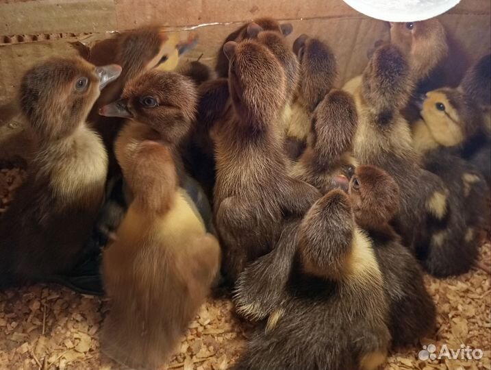 Утята, гусята