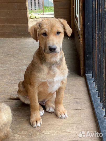 Щенок мальчик