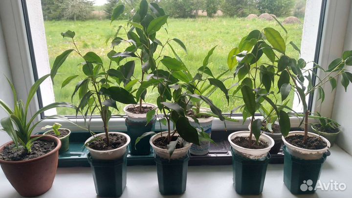 Фикус Бенджамина