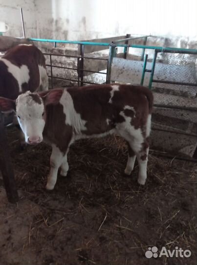 Продам телят
