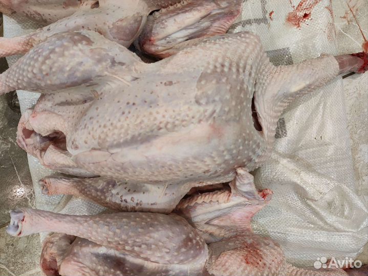 Мясо индейки