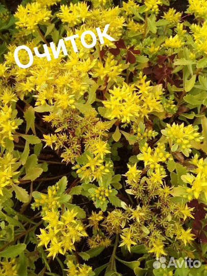 Почвопокровные растения