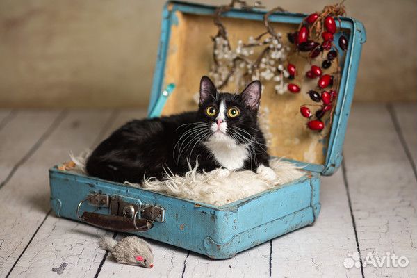 Кошечка Лемурка