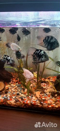 Рыбка сапфировый попугай