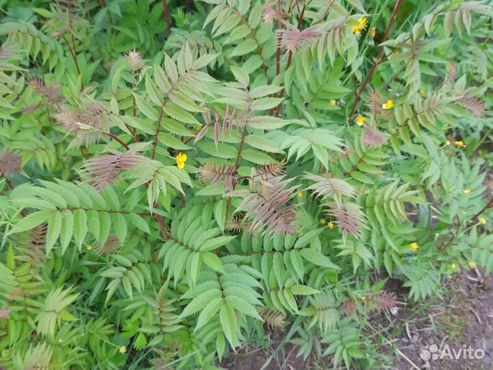 Рябинник рябинолистный