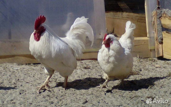 Петушки коралл белые