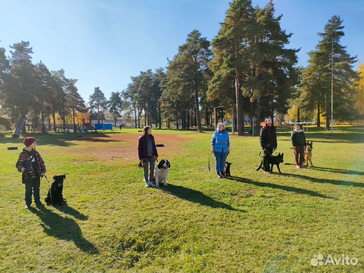 Дрессировка и воспитание собак. Кинолог