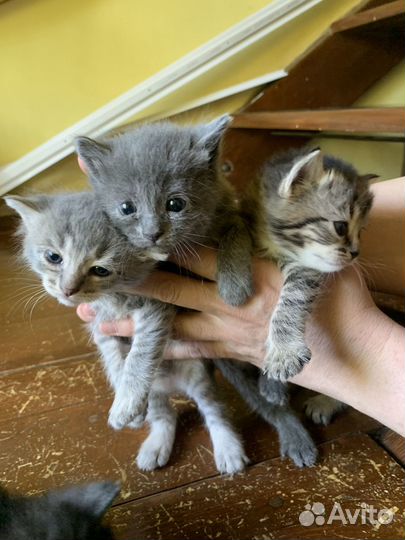 Котята в добрые руки