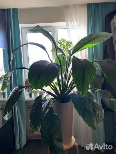 Спатифиллум сенсация