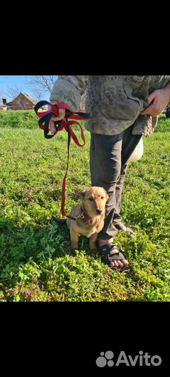 Собака мелкая девочка