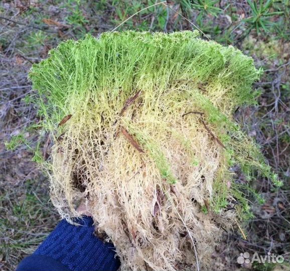 Мох для бани (сфагнум болотный )