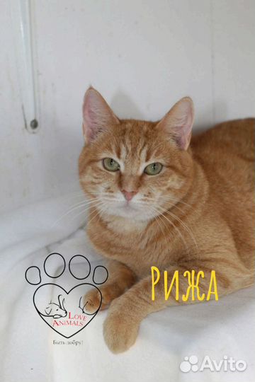 Кошечка из приюта в добрые руки