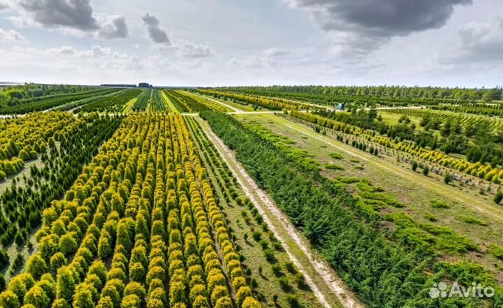 Туи с доставкой. Питомник