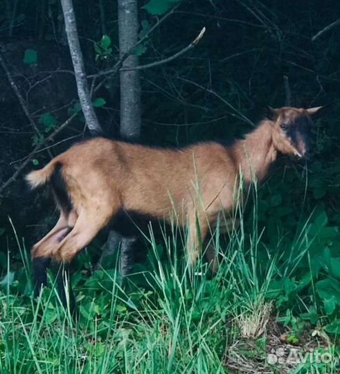 Козёл чешский для случки
