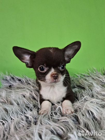 Чихуахуа мальчик шоколадного окраса