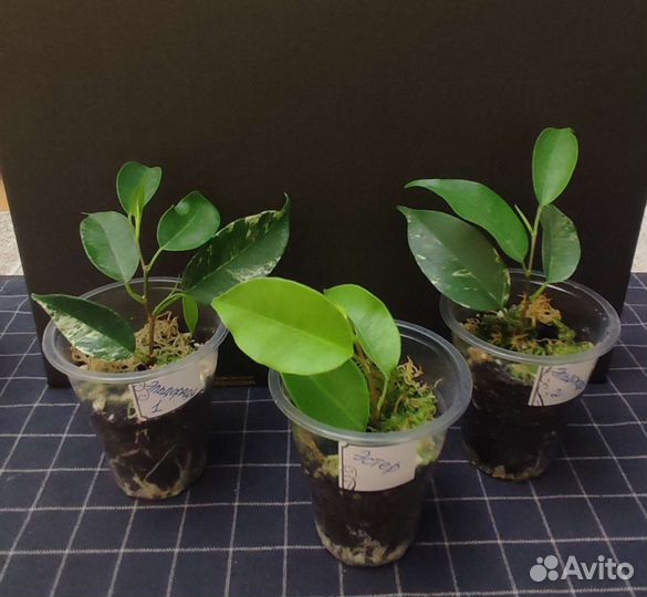 Фикус Эльдорадо и Эстер