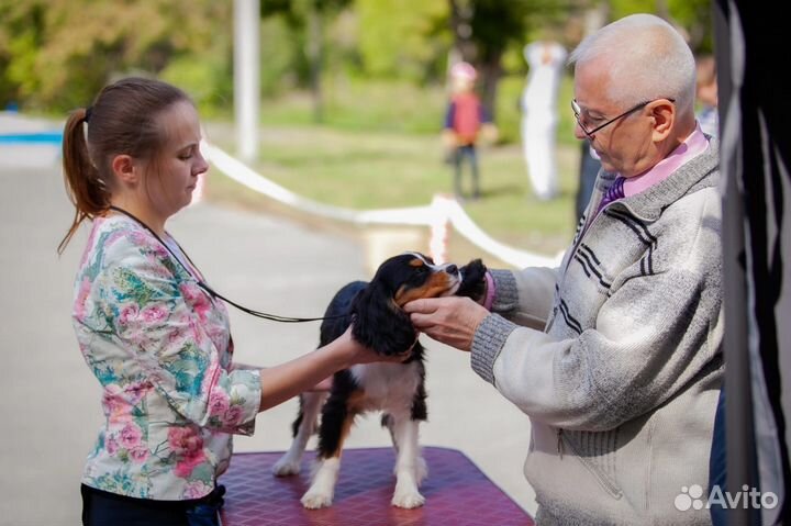 Кавалер Кинг Чарльз спаниель