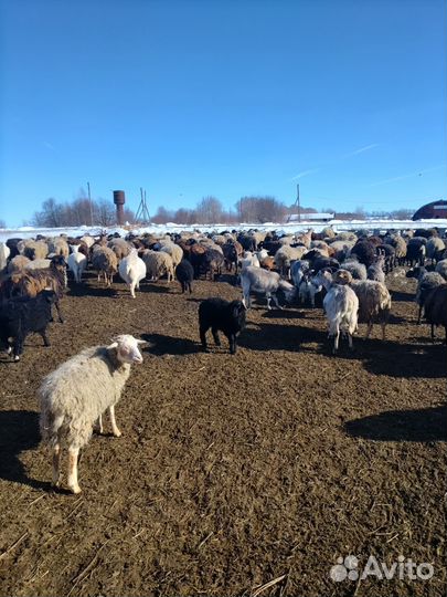 Овцы бараны