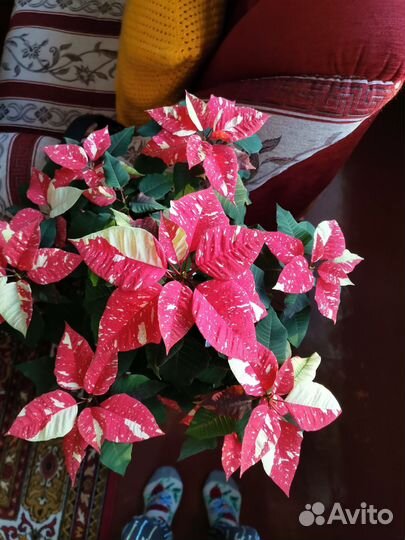 Пуансеттия