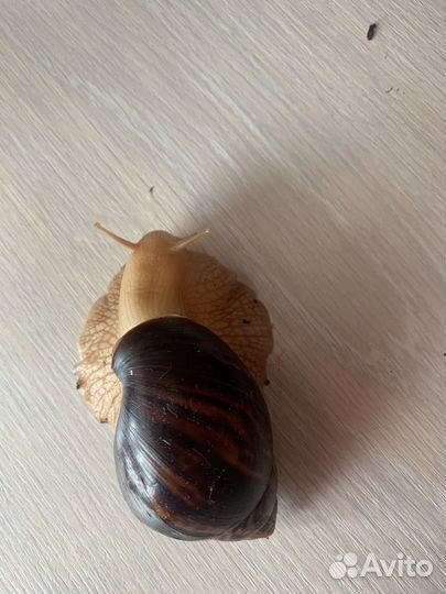 Улитки ахатины