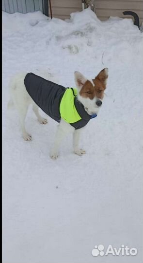 Стерилизованная молодая собачка, метис