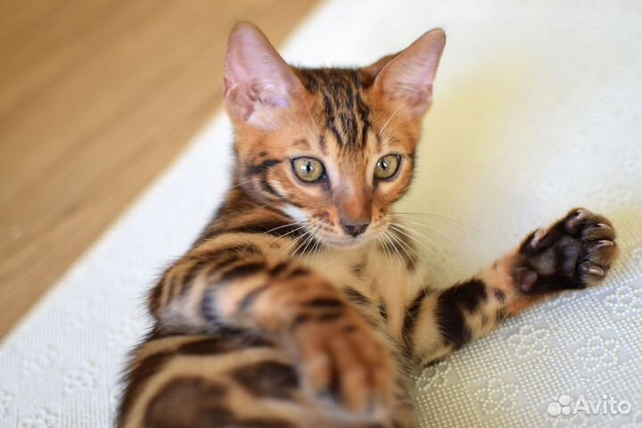 Красное золото мальчик