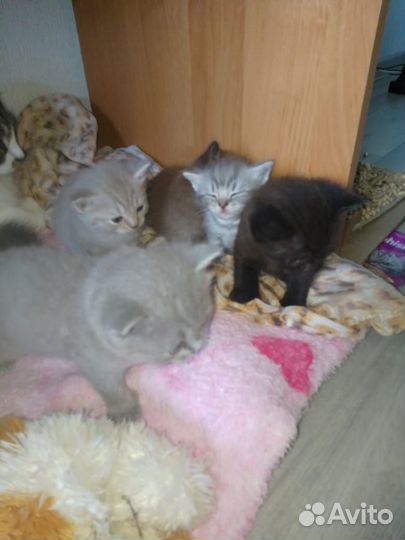 Ждут любимых хозяев