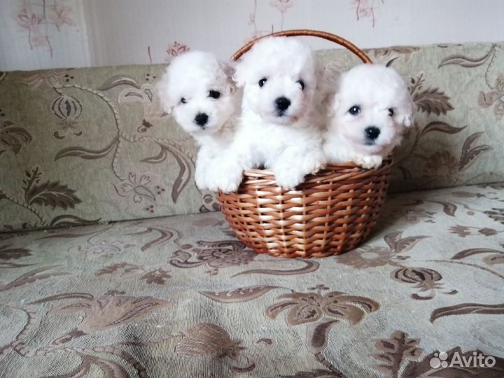 Бишон фризе щенки, документы РКФ