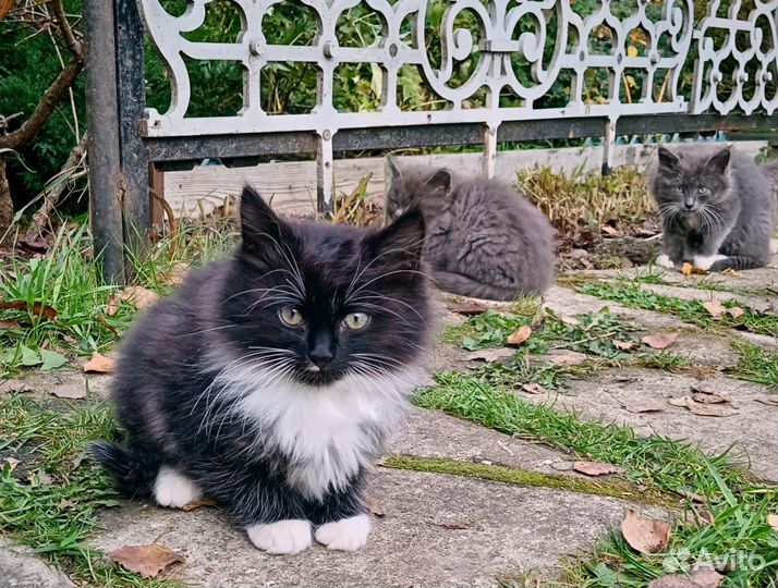 Котята в добрые руки