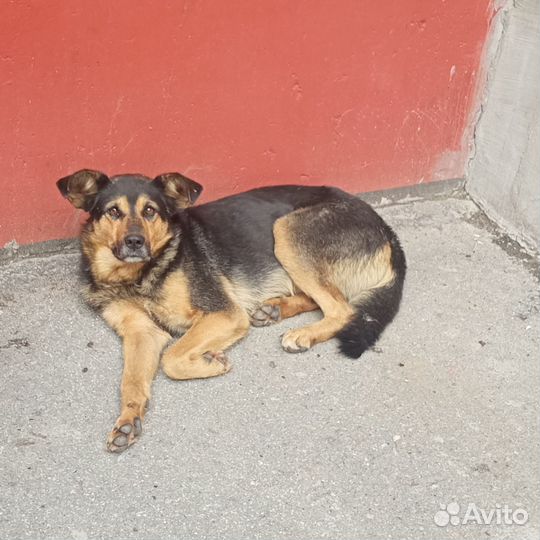 Замечательный пёс в добрые руки