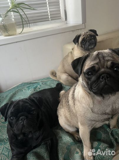 Щенки мопса