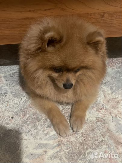 Случка шпиц