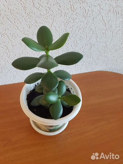 Денежное дерево