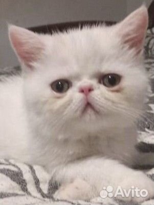 Экзотическая