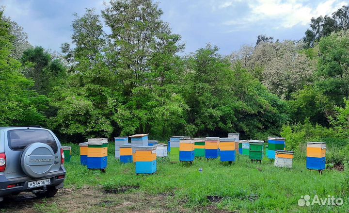 Мёд в Пластиковой таре