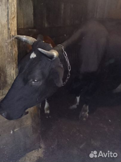 Продам корову