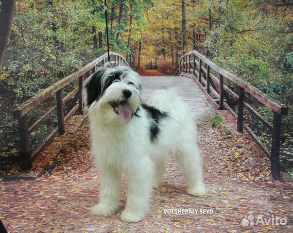 пёс мончи. дом с хвостом мончегорск приют. мончегорск собаки. инстаграм зверо папа лепота тв. кавказский шпиц мини.