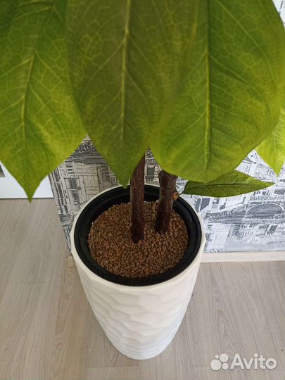 Искусственное дерево Манго/цветок