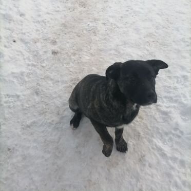 Ка-де-бо, щенок