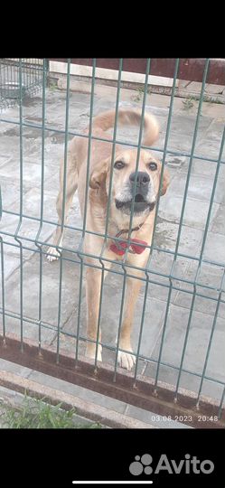 Барта бросили в зоогостинице