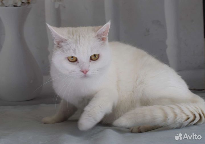 Кошечка в белоснежный шубке