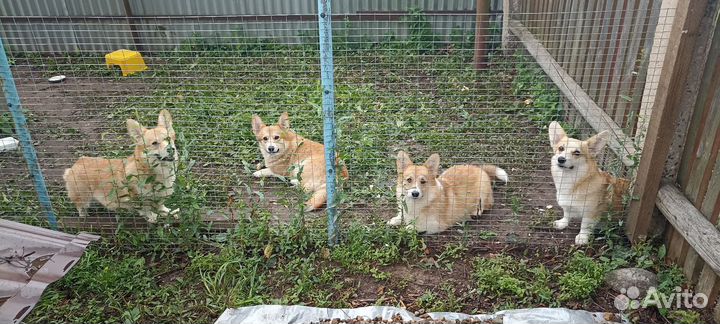 Вельш-корги пемброк молодые