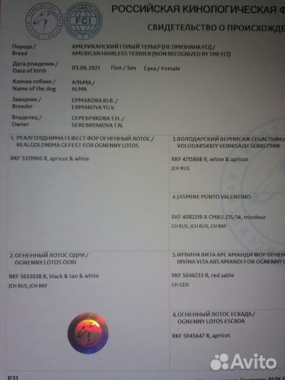 Американский голый Терьер, девочка, 2 года