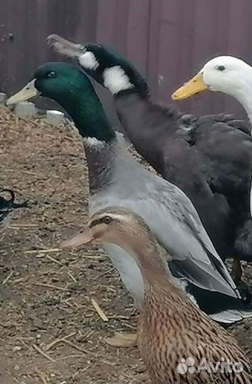 Утки Индийский бегунок