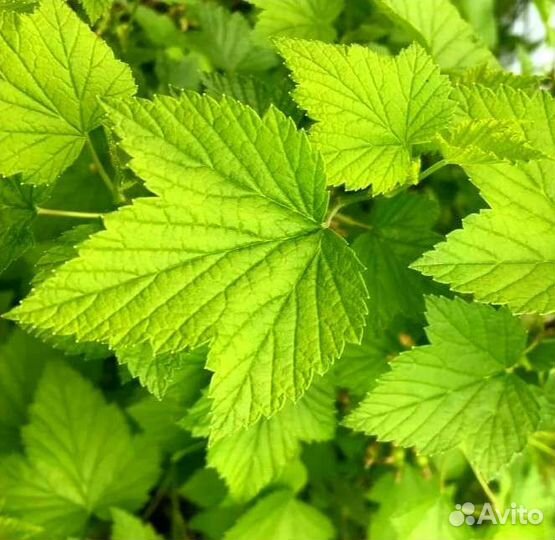 Свежие/сушеные листья 2023г. смородины/ земляники